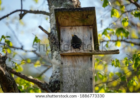 Starling bird ( Sturnus vulgaris ) bringing worm to the wooden nest box in the tree. Bird feeding kids in wooden bird house hanging on the birch tree outdoors