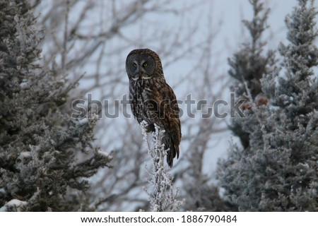 Owl hunting in the Forest Nature Background