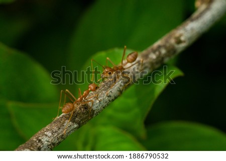 
seen two red ants passing by on a wooden branch
