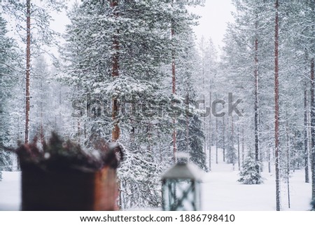 White nature environment of northern freezing wood with tall trees in snow, picture of scenic winter location of national park in Lapland destination. Winter panorama at snowfall. Selective focus.