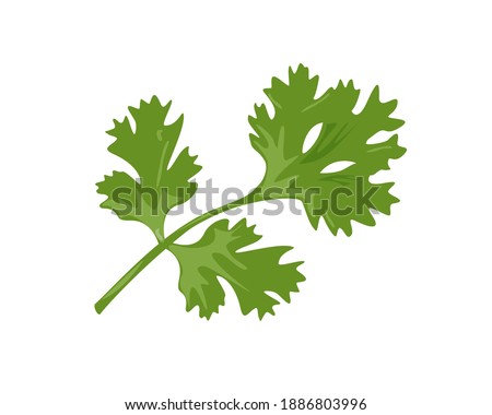 Closeup fresh green Coriander ( cilantro ) leaves isolated on white background. Icon vector illustration. Royalty-Free Stock Photo #1886803996