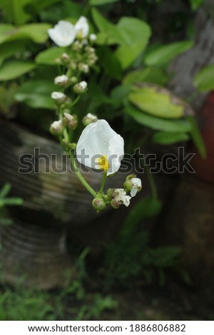 Beautiful White Echinodorus palifolius flowers (Melati Air in Indonesian or Mexican-Sword Plant) with buds and yellow pollen and Green background