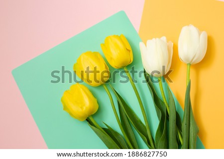 Bouquet of white and yellow spring tulips on color background. spring flowers. Easter, Valentines, 8 March, happy birthday, holidays concept. Copy space