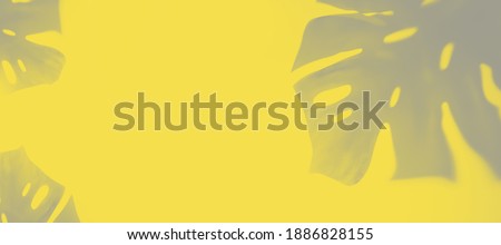 Grey shadow of monstera on yellow trend background color of the year 2021. High quality photo