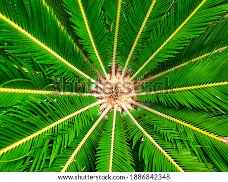 Cycas tree or Cycas palm