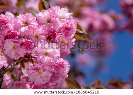 Beautiful nature scene with blooming tree. Pink spring flowers.  Spring blossom background. Springtime