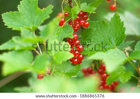 Ripe red berries of garden red currant. Brushes with large currants close-up