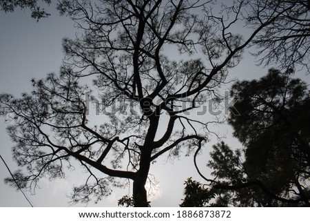 picture of scary indian pine tree in evening.