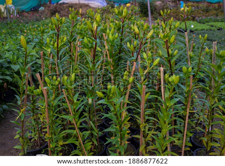 picture of lilium flower plants growing in flower nursery supported with sticks.