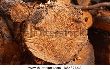 Cut tree trunk. Tree cross section. Firewood. Wood. Selective focus. Texture.