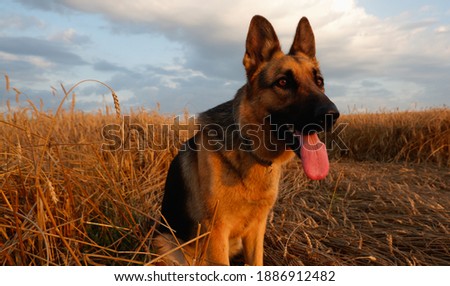 German shepherd posing on the background of ripe wheat spikelets
