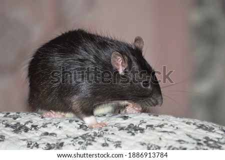 Black domestic decorative rat sits and gnaws food