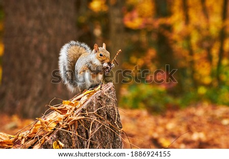 An Eastern Grey Squirrel eating a pinecone while sitting on a tree stump