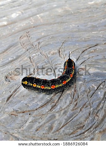The potrait focuss on a black Caterpillar with colorful.