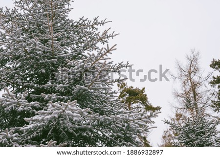 Snow-covered tree branch in the winter forest. Winter landscapes.