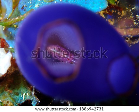 A red eyes and purple body Sea flea hiding in the purple Ascidian underwater super macro photography.