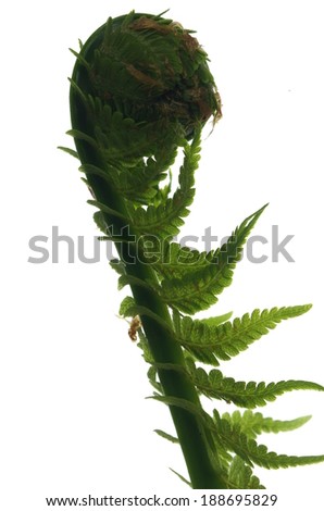 growing  fern on white background