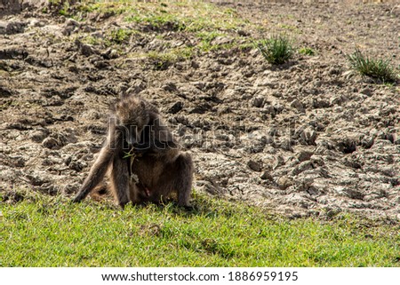 Chacma Baboon feeding in the green grass
