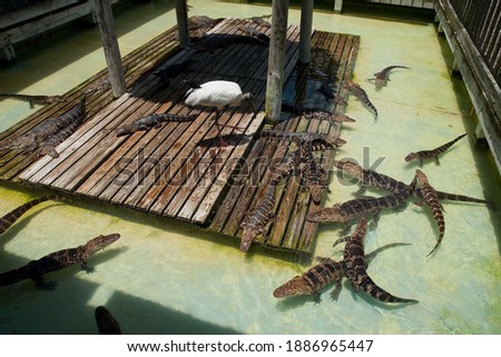 Alligators and big bird in Orlando (Florida)