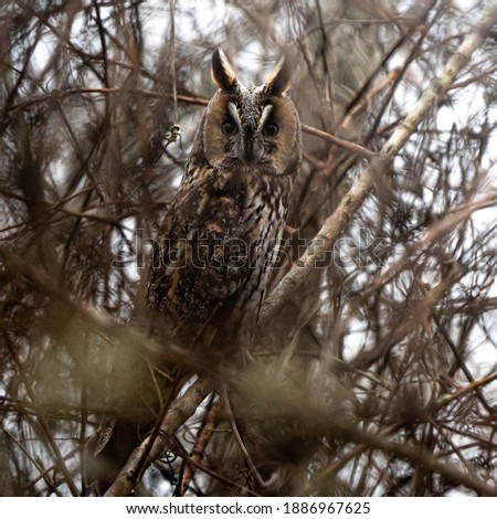 long-eared owl looking directly at the camera 
