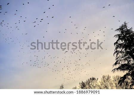 Huge amount of birds migrates during sunset sky.