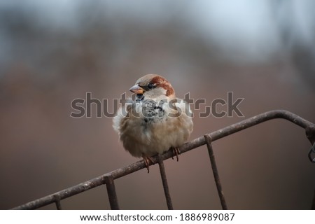 close-up of a grey sparrow sitting on a fence