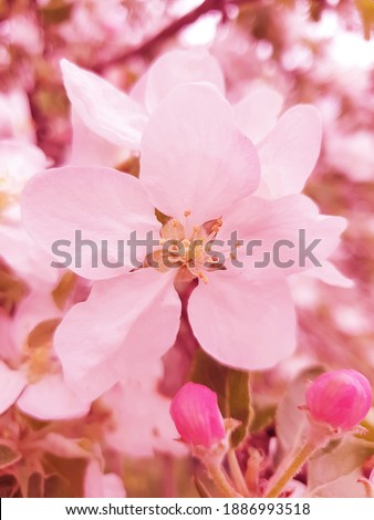 cherry blossoms close up background springtime
