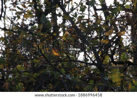 Nature fall tree leaves warm color