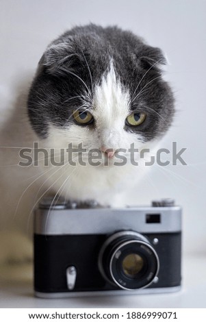 Serious fold cat sits near a vintage camera on a light background.