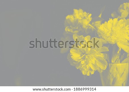Bouquet of yellow peonies in a glass vase on a grey isolated background. High quality photo
