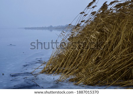 dry tall reeds on a frozen river, on a cloudy day and blue water