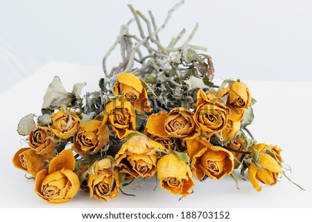 Close-up on the dried yellow rose.