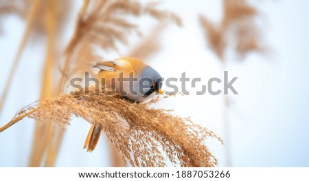 Beautiful nature scene with Bearded Parrotbill Panurus , the best photo.