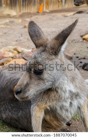 Kangaroo in close up in wildlife