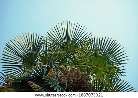 Tropical palm leaves, sky  background, sunny day.