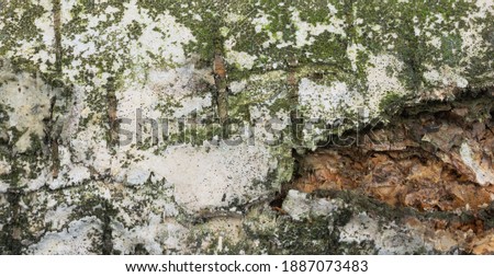birch bark with visible details. background or textura