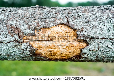 forest pests, diseased tree. Macro texture.Spruce pine tree bark beetle tunnels infection bark close-up