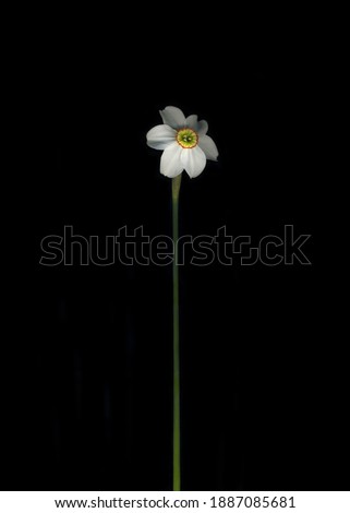 Single Narcissus With Black Background Stock Photo Flower Of White Daffodil Image 