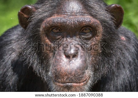 A portrait photo of an adult chimpanzees face. Adult chimpanzees can be distinguished by their dark or black skin, and typically have dark coloured eyes with a white beard.