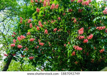 Red horse chestnut tree (Aesculus carnea) blossoming at spring
