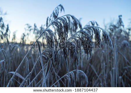 Sunset at lake in Katrineholm Sweden. Details of grass and frost on winter evening.