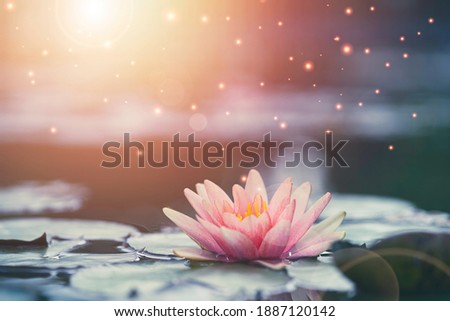 Beautiful pink water lily or lotus with sunlight in the pond. Royalty-Free Stock Photo #1887120142