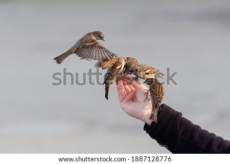 picture of a man's hand feeding birds in winter