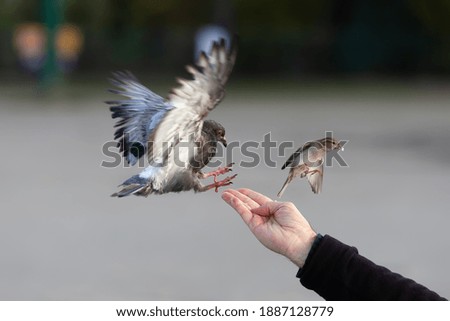 picture of a man's hand feeding birds in winter