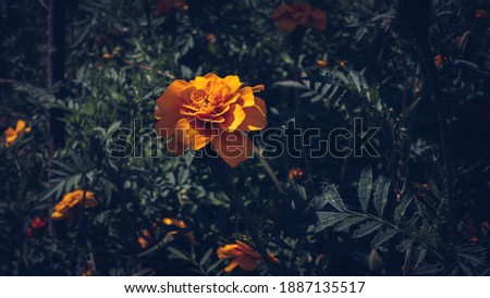 Wildlife, flower orange creative picture with flower, flower growing in the forest, orange petals, spring flower.