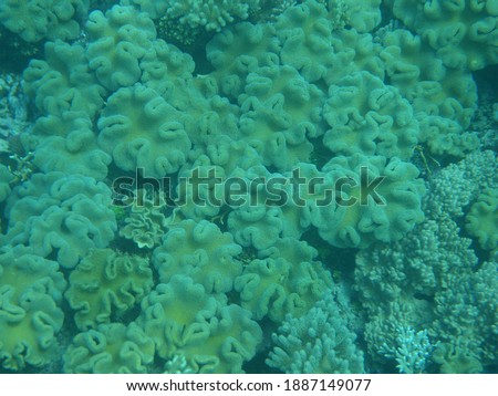 The Great Barrier Reef Pictures of Coral and Fish