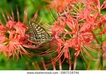 A Swallowtail butterfly on Red spider lily flowers in japanese early autumn
