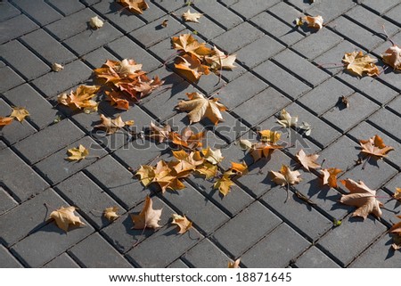Autumn maple leaves on a road