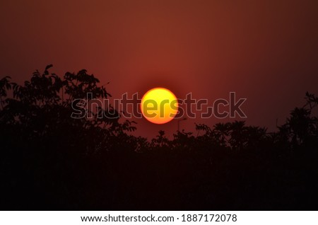Sunset and tree silhouette pic
