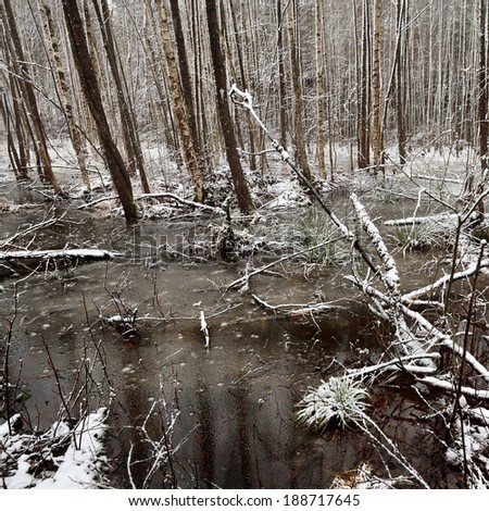 First snow in a forest swamp landscape